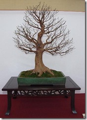 EUK Stewartia Ronny Ernest 7