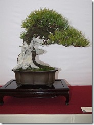 EUK Pinus cembra JP Polmans 5
