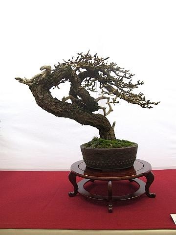 [EUK Larix 2 JP Polmans 2[2].jpg]
