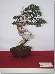 EUK Juniperus thurifera Yannick 1