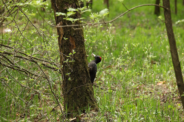 Re: Фотоохота, зоопарки и просто животинки из путешествий