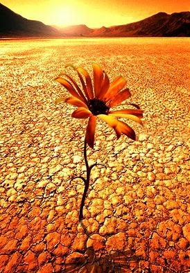 [desert_flower[4].jpg]