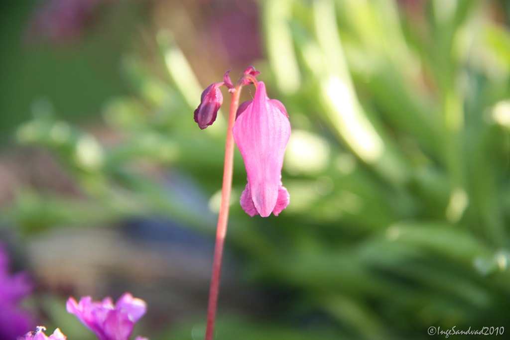 [Blomster i haven 28.maj 2010 038[5].jpg]