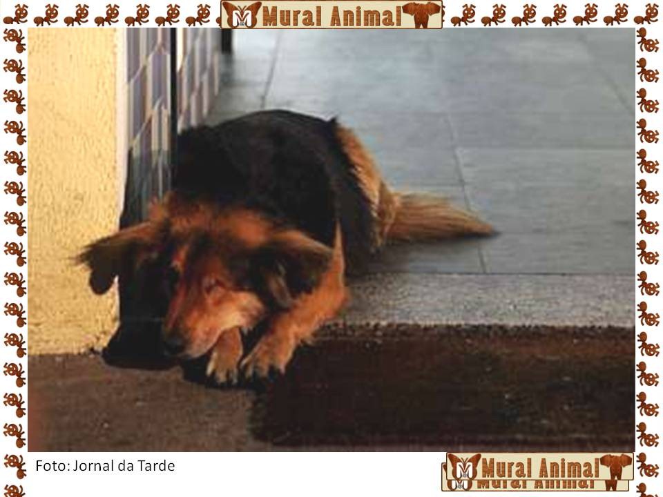 [cao_pirata_02[2].jpg]