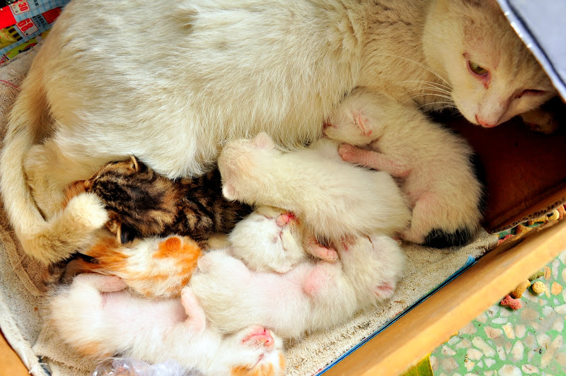 一日一猫，投递：我家附近公园里出生了一窝猫仔