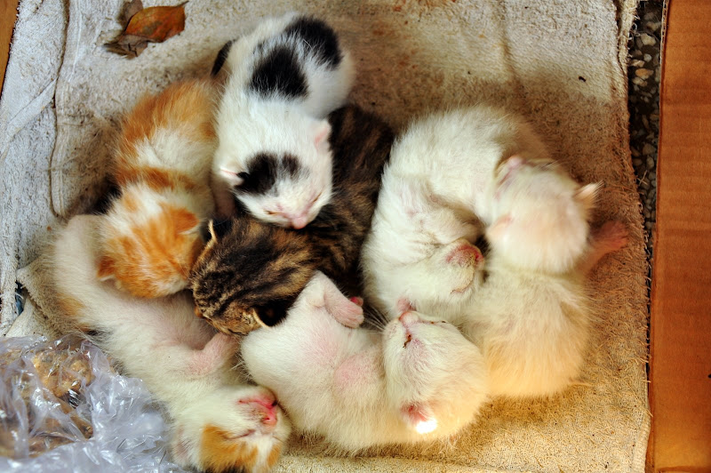 一日一猫，投递：我家附近公园里出生了一窝猫仔