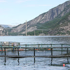 Springende (Lakse?)Fiske
