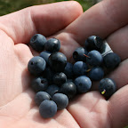 Aber Blaubeeren gabs, juhu!
