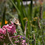 The Sycamore Retreat's extensive gardens attract lots of wildlife.