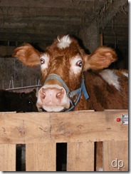 Josey, a happy cow