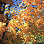 Beautiful Fall colors in New England image