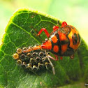 Escarabajo