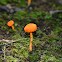 Cinnabar Chanterelle