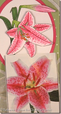 stargazer lily closeup