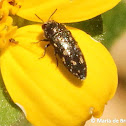 Metallic wood-boring beetle
