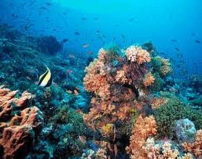 coral
