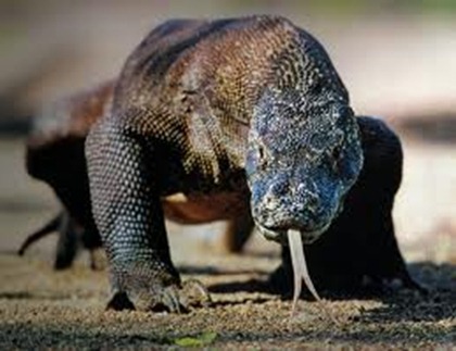 komodo
