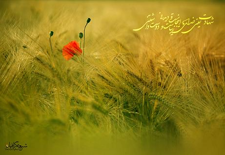 شهادت زندگی زیباست اما شهادت زیباتر