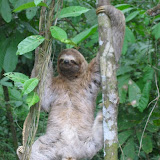 Sloth of 3 Toes