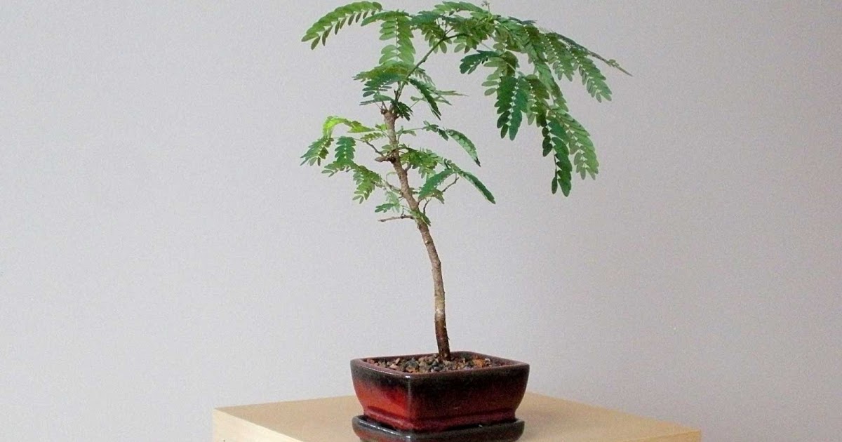Building a House Bonsai Mimosa pudica (Sensitive plant)