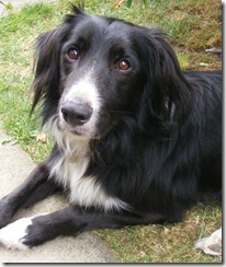 Copy of Mack monday gdn cropped