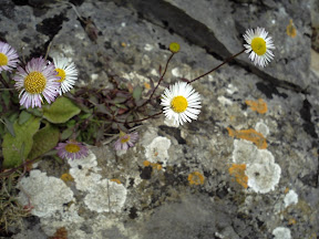 sandbay_daisies_may09b.jpg sandbay_daisies_may09b.jpg