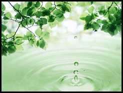3D_Leaves_and_Water_Drop 3D_Leaves_and_Water_Drop