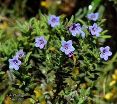 Carrasquilla arbustiva (Lithodora fruticosa) Alc 148F_405 copia