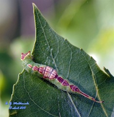 Cerura iberica larva PN Alcornocales 01_BF_231 copia