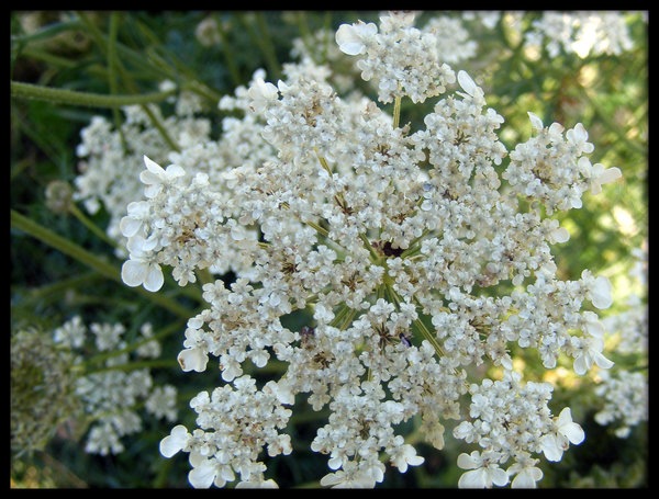 [white_flower_on_bank_by_simonruddphotos[2].jpg]