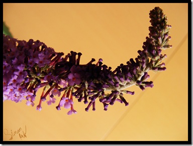 buddleia2