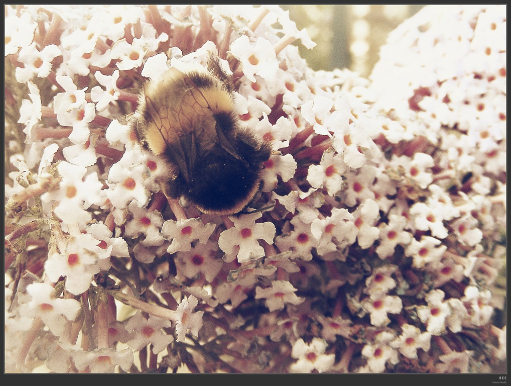 [bee[3].jpg]