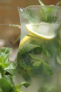[menthe 022 copie[8].jpg]