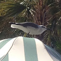 Laughing Gull