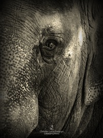 Mali, the Ancient Elephant at the Manila Zoo