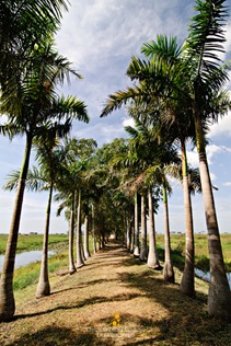 Palm Trees Along the Path to the Trail at Candaba Swamp