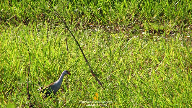 One of the Birds We Spotted at Candaba