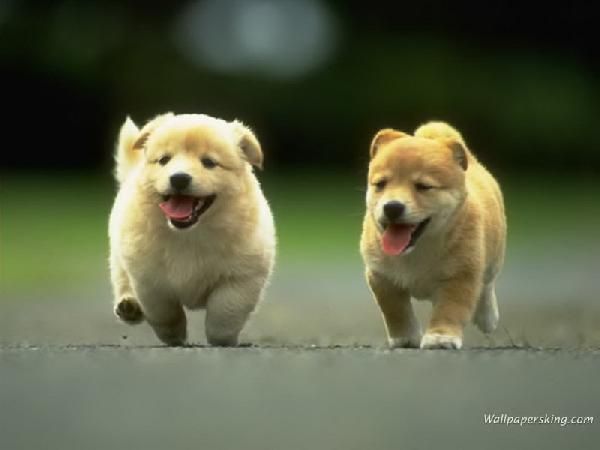 รูปภาพ น้องหมา รูปน้องหมา น่ารัก น่ากอด