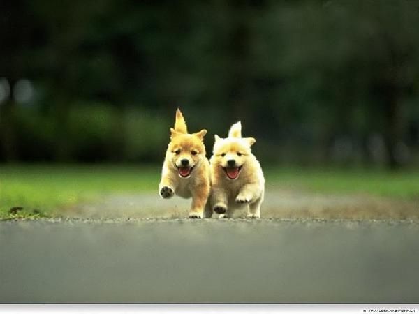 รูปภาพ น้องหมา รูปน้องหมา น่ารัก น่ากอด