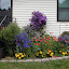 sarahkeet's Front Flower garden