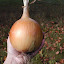 Onion - Copra Hybrid