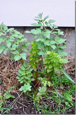 lovage
