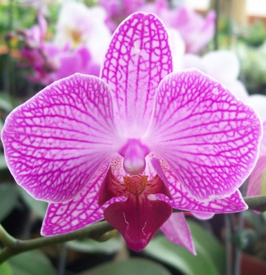  Costa Rica Daily Photo   Amazing Purple Orchid