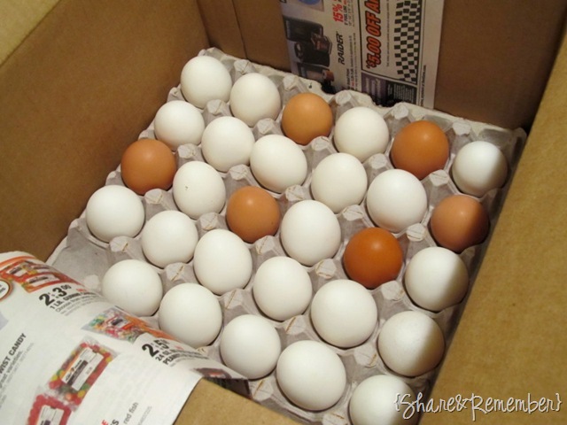 eggs1 eggs1