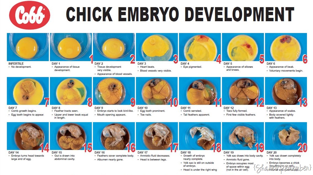 [chick_embryo_development[4].jpg]