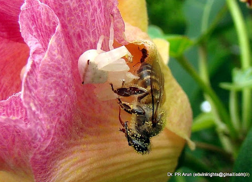 Noriega Contra La Corriente. With photos all your best