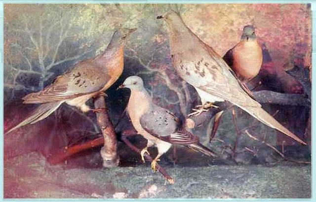 [Pigeons4.jpg]