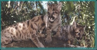 panthercubs