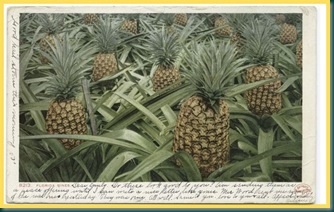 Pineapple Pineapple
