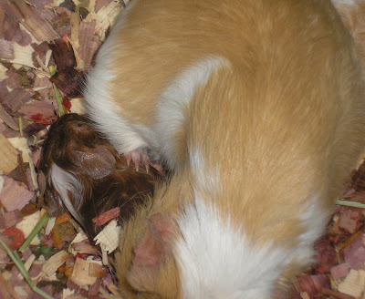 third guinea pig being born